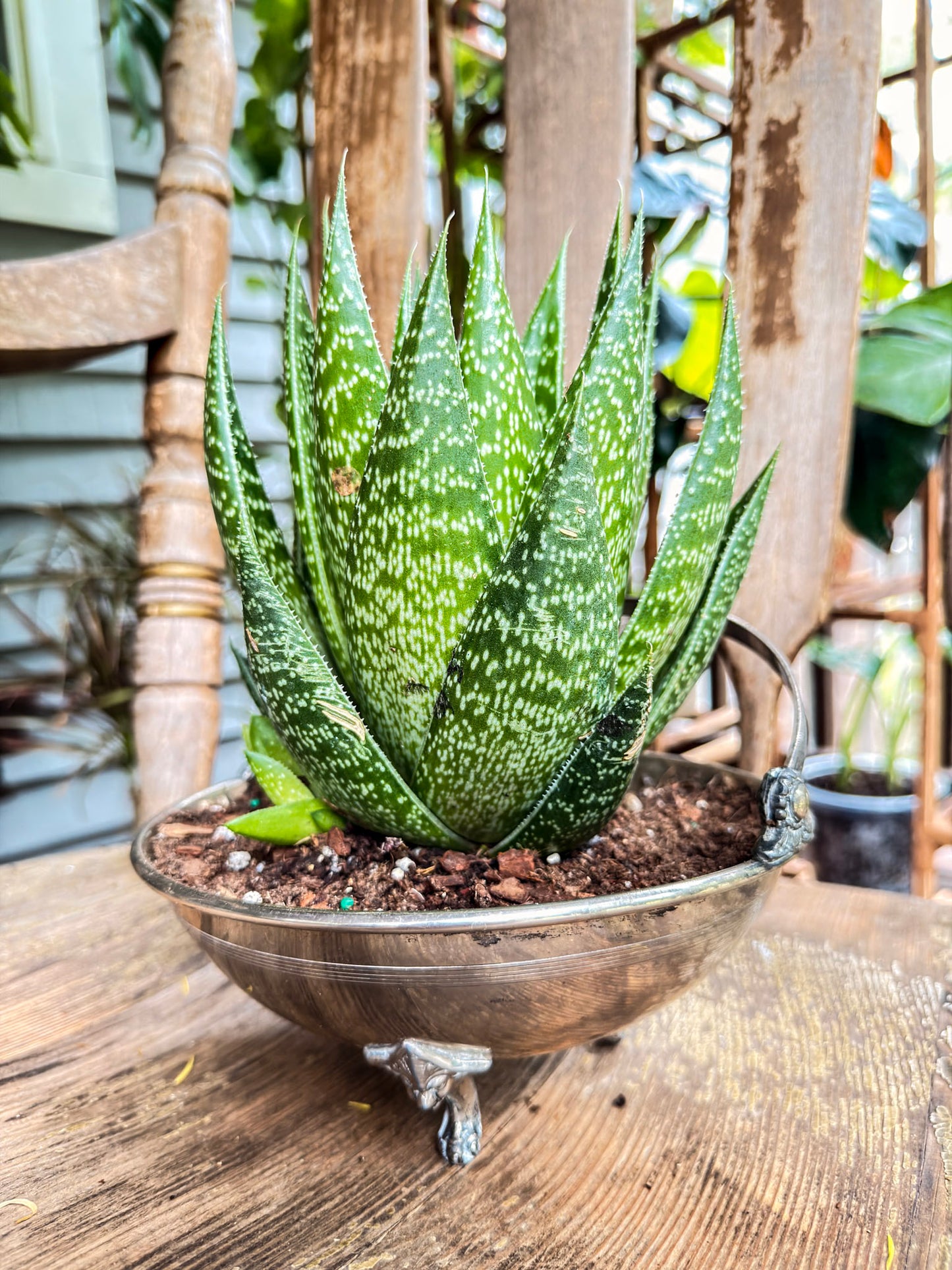 Gasteria Aloe